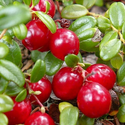 1 sadz, Żurawina wielkoowocowa Howes - Sadzonki: Ilość w opakowaniu: 1 sadz