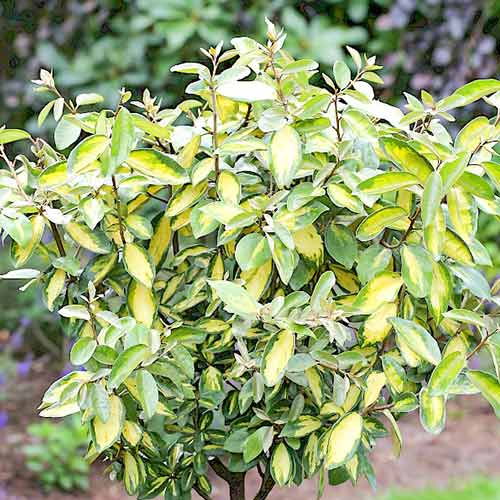 1 sadz, Oliwnik Ebbing'a Limelight - Sadzonki: Ilość w opakowaniu: 1 sadz