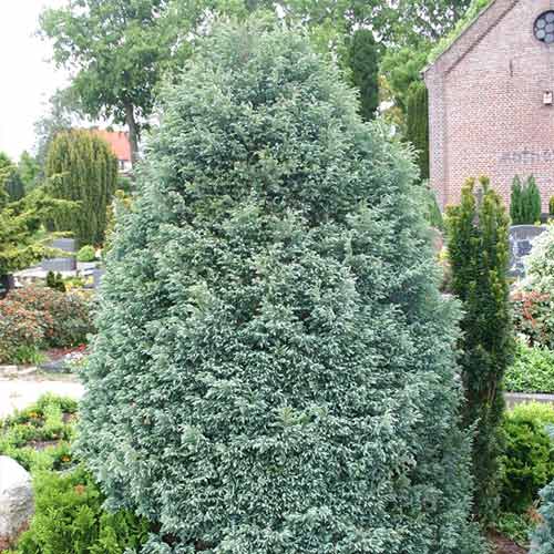 1 sadz, Cyprysik groszkowy Boulevard - Sadzonki: Ilość w opakowaniu: 1 sadz