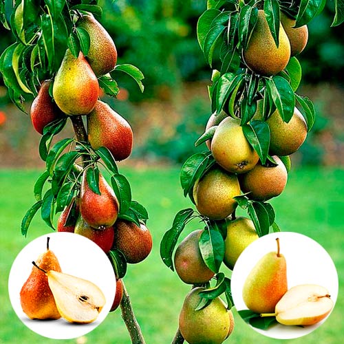 1 szt, Grusza DUO - Sadzonki: Ilość w opakowaniu: 1 sadz