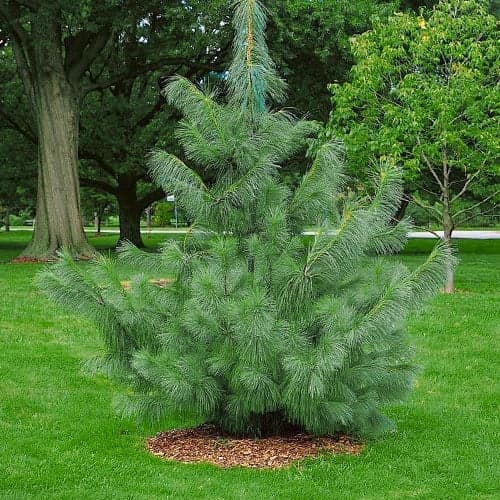 1 sadz, Sosna himalajska, Р9 - Sadzonki: Ilość w opakowaniu: 1 sadz