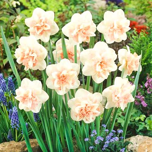 5 szt., Narcyz Rosy Cloud - Cebule: Ilość w opakowaniu: 5 szt.