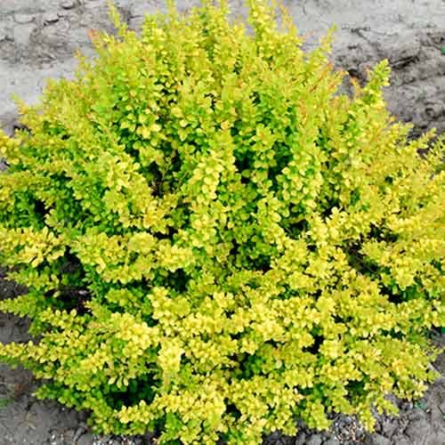 1 szt, Berberys Thunberga Sunsation - Sadzonki: Ilość w opakowaniu: 1 sadz