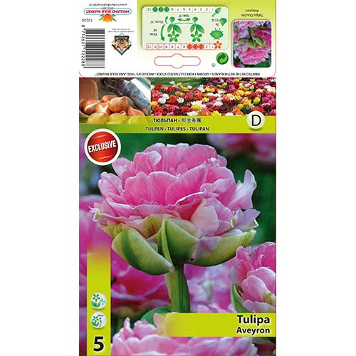 5 szt., Tulipan pełny Aveyron - Cebule: Ilość w opakowaniu: 5 szt.