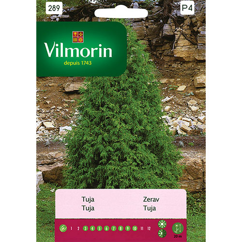1 szt, Tuja (Thuja) Vilmorin - Nasiona: Ilość w opakowaniu: 0.3 g