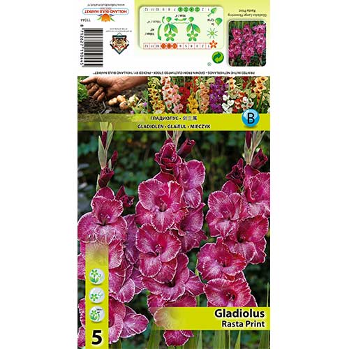 1 szt, Gladiola (Mieczyk) Rasta Print - Cebule: Ilość w opakowaniu: 5 szt.