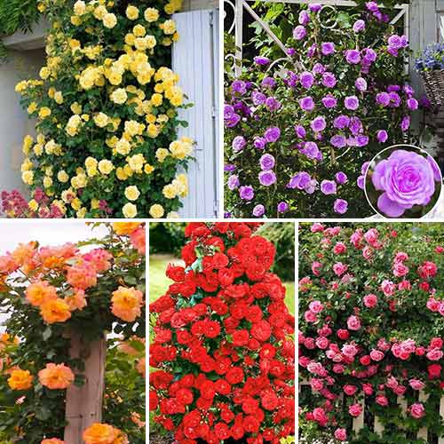 Super oferta! Zestaw róż pnących, 5 sadzonek - Sadzonki: Ilość w opakowaniu: 6 sadz