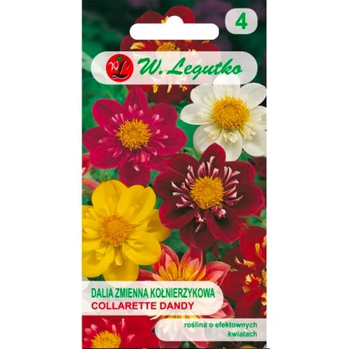 1 szt, Dalia zmienna kołnierzykowa Collarette Dandy, mix - Nasiona: Ilość w opakowaniu: 1 g