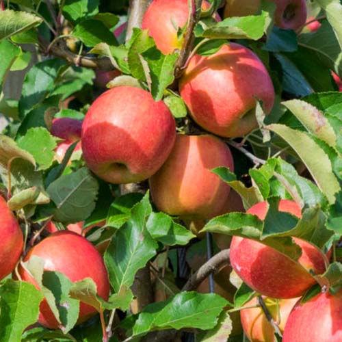 1 sadz, Jabłoń Tramin - Sadzonki: Ilość w opakowaniu: 1 sadz