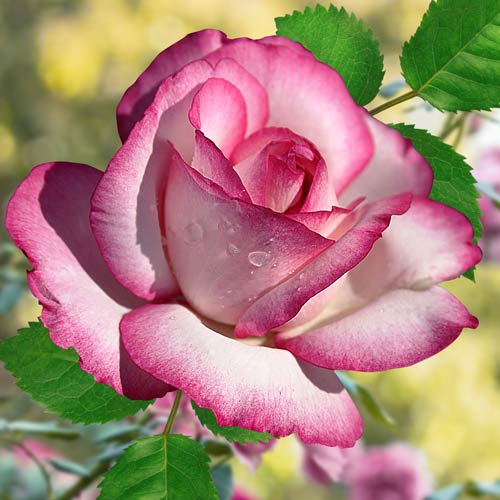 1 szt, Róża wielkokwiatowa Atlas - Sadzonki: Ilość w opakowaniu: 1 sadz