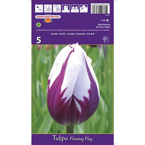Tulipan Triumph Flaming Flag - Cebule: Ilość w opakowaniu: 5 szt. - GradinaMax