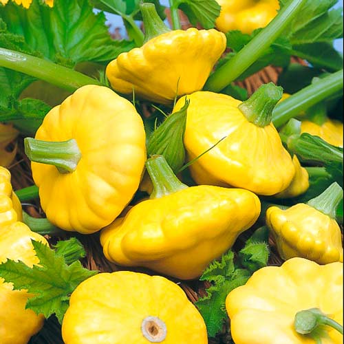 1 szt, Dynia Patison Toscana - Nasiona: Ilość w opakowaniu: 1 g