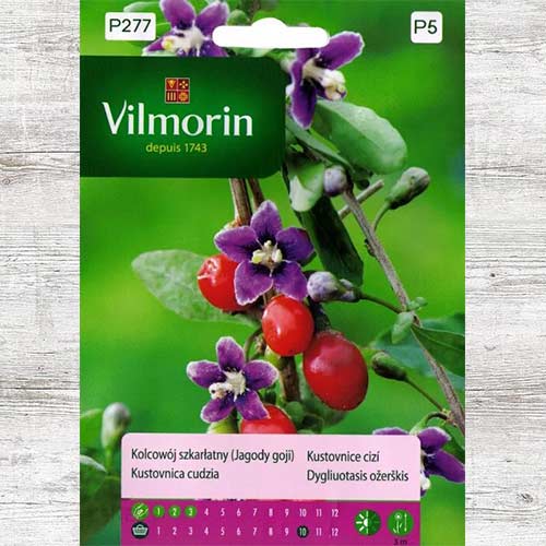 1 szt, Kolcowój szkarłatny (Jagoda goji ) - Nasiona: Ilość w opakowaniu: 0.1 g