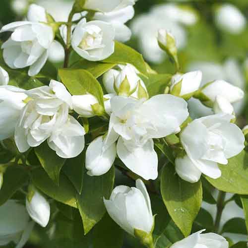 1 sadz, Jaśminowiec Virginal - Sadzonki: Ilość w opakowaniu: 1 sadz