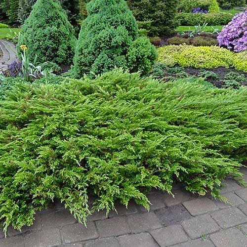 1 sadz, Jałowiec sabiński Tamariscifolia - Sadzonki: Ilość w opakowaniu: 1 sadz