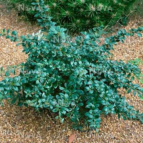 1 sadz, Berberys pośredni Parkjuweel - Sadzonki: Ilość w opakowaniu: 1 sadz