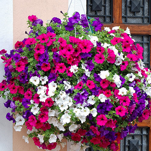 1 szt, Petunia ogrodowa, mieszanka balkonowa - Nasiona: Ilość w opakowaniu: 0.1 g