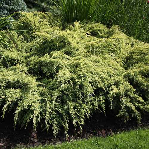 1 sadz, Jałowiec Dream Joy - Sadzonki: Ilość w opakowaniu: 1 sadz