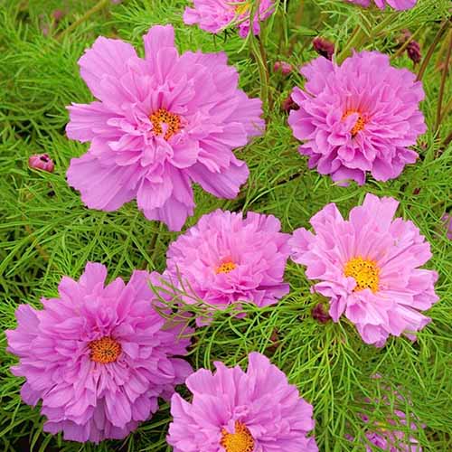 1 szt, Kosmos (Onętek) rożowy Legutko - Nasiona: Ilość w opakowaniu: 1 g