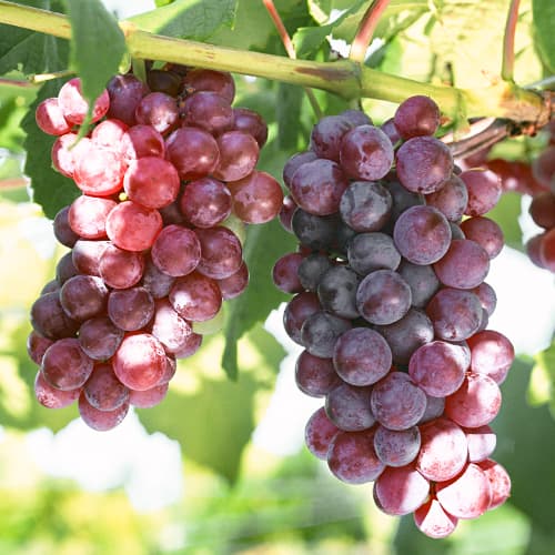 1 sadz, Winorośl Chrupka Pink - Sadzonki: Ilość w opakowaniu: 1 sadz