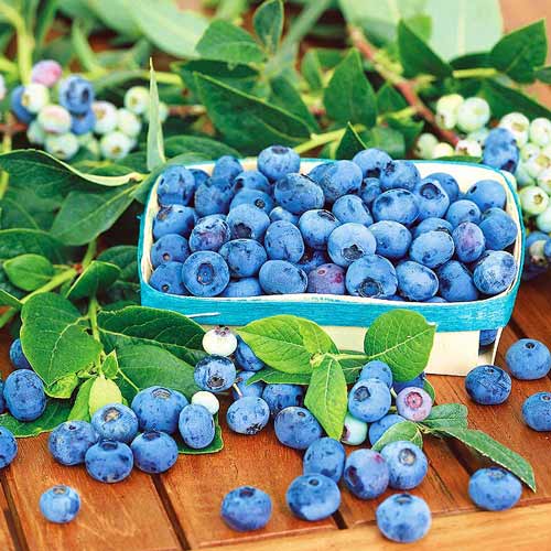 1 sadz, Borówka amerykańska Blue Star - Sadzonki: Ilość w opakowaniu: 1 sadz