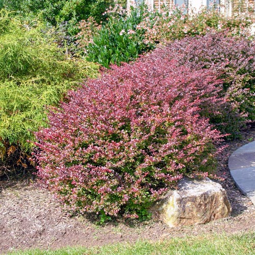 1 sadz, Berberys Thunberga Carmen - Sadzonki: Ilość w opakowaniu: 1 sadz