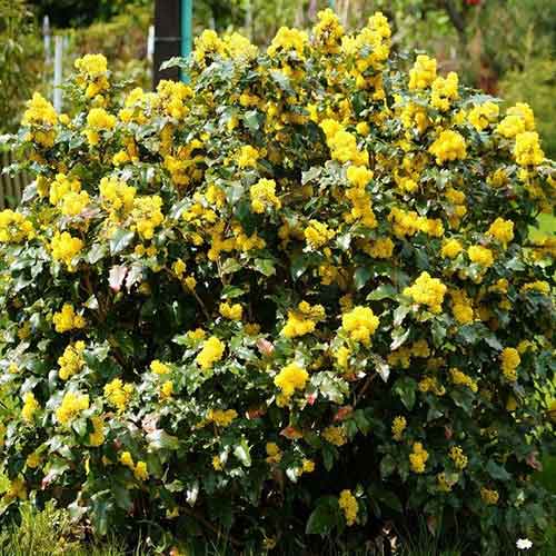 1 sadz, Mahonia pospolita - Sadzonki: Ilość w opakowaniu: 1 sadz