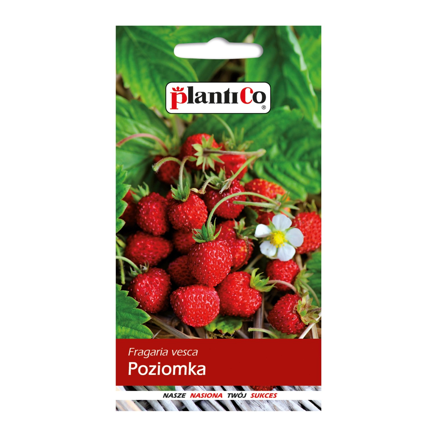 Poziomka bezrozłogowa