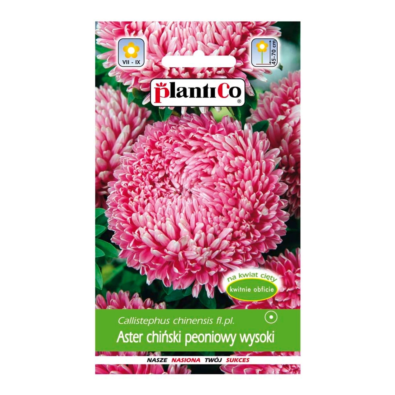 Aster chiński peoniowy różowy
