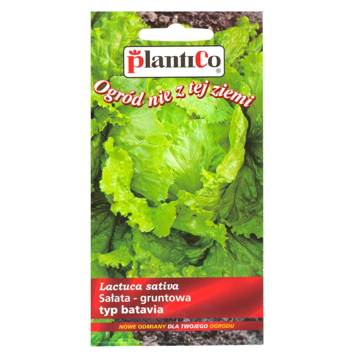 Sałata batavia - 0,5 g