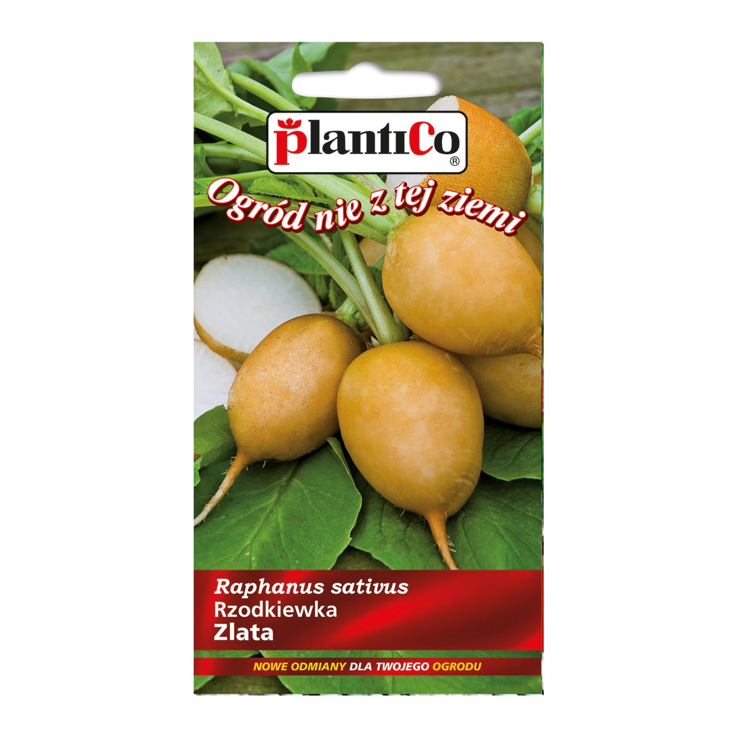 Rzodkiewka Helios/Zlata