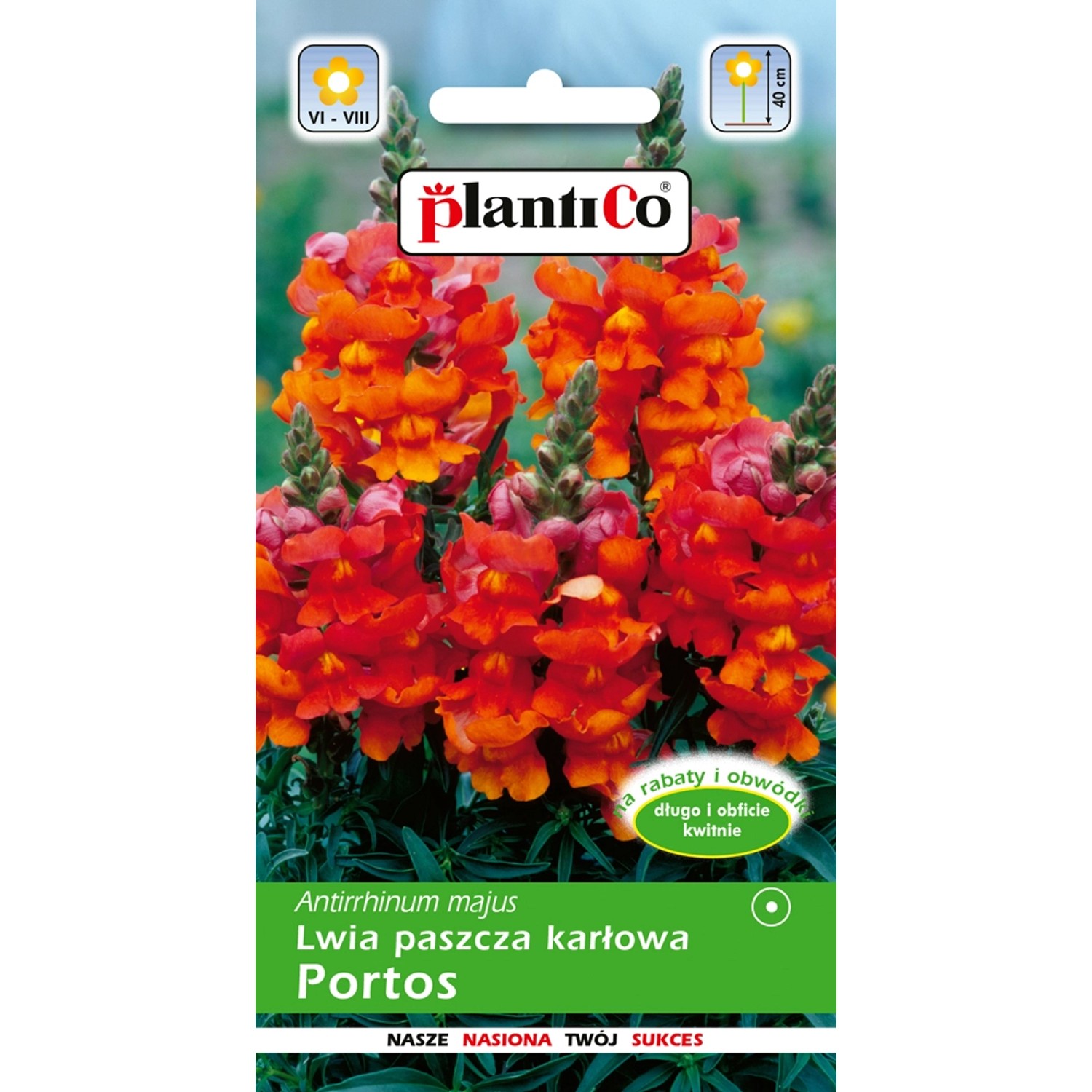 Lwia paszcza karłowa pomarańczowa Portos 0,5 g