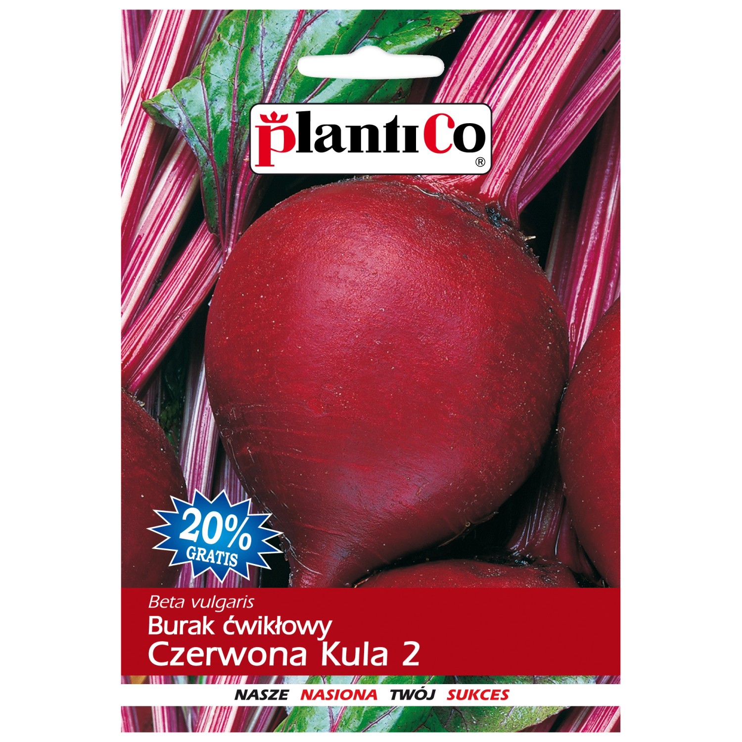 Burak ćwikłowy Czerwona Kula 2