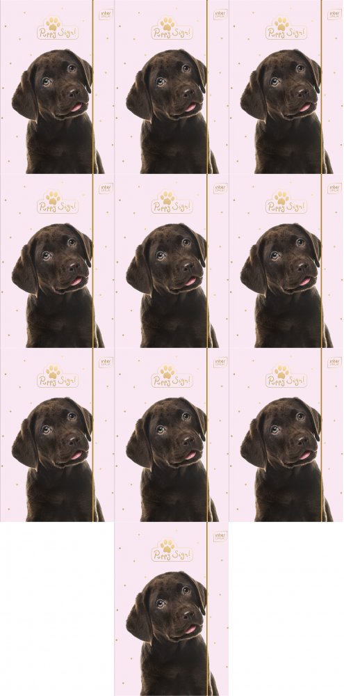 10x Teczka kartonowa z gumką Interdruk UV Puppy Sign, A4+, 350g/m2, mix wzorów