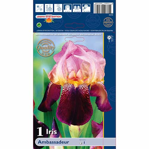 1 kus, Kosatec německý Ambassadeur - : Monžstvo balíkov: 1 kus