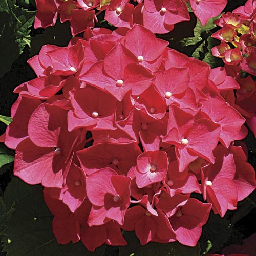 1 saz, Hortenzie velkolistá Red Miss Hepburn, P9 - : Monžstvo balíkov: 1 saz