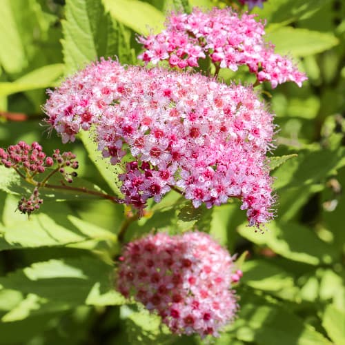 1 saz, Tavolník japonský Crispa - : Monžstvo balíkov: 1 saz