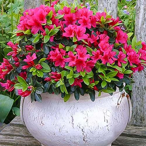 1 saz, Azalka Pink - : Monžstvo balíkov: 1 saz