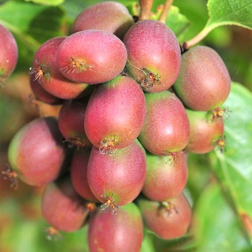 1 saz, Aktinidie čínská Adam - : Monžstvo balíkov: 1 saz