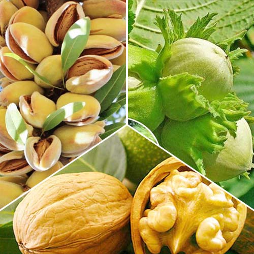 3 saz, Super nabídka! Sada Jabloňové trio, 3 sazenice - : Monžstvo balíkov: 3 saz