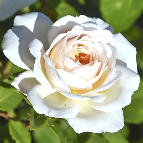 1 saz, Růže velkokvětá Brilliance - : Monžstvo balíkov: 1 saz