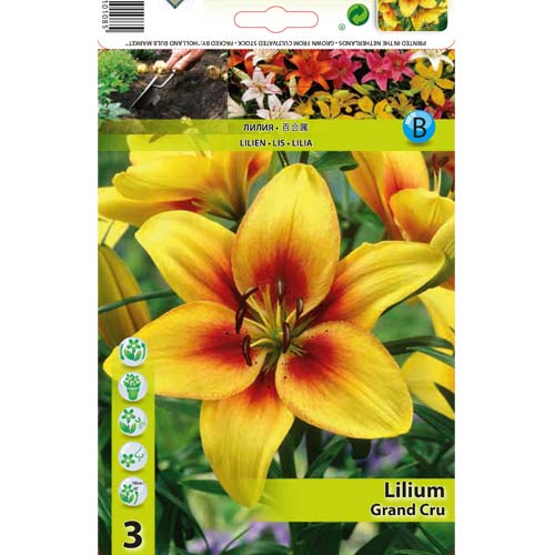 2 cib, Lilie Grand Cru - : Monžstvo balíkov: 2 cib