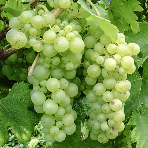 1 saz, Vinná réva Himrod - : Monžstvo balíkov: 1 saz