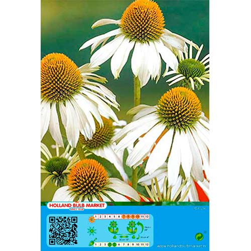 1 cib, Třapatka (Echinacea) bílá - : Monžstvo balíkov: 1 cib