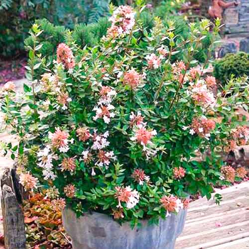 1 saz, Abelia Autumn Festival - : Monžstvo balíkov: 1 saz