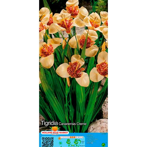 10 cib, Tygřice (Tigridia) Creme - : Monžstvo balíkov: 10 cib