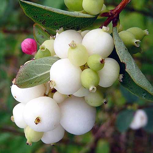 1 saz, Pámelník Alba - : Monžstvo balíkov: 1 saz