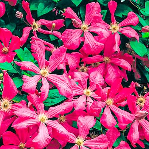 1 saz, Plamének Kermesina - : Monžstvo balíkov: 1 saz