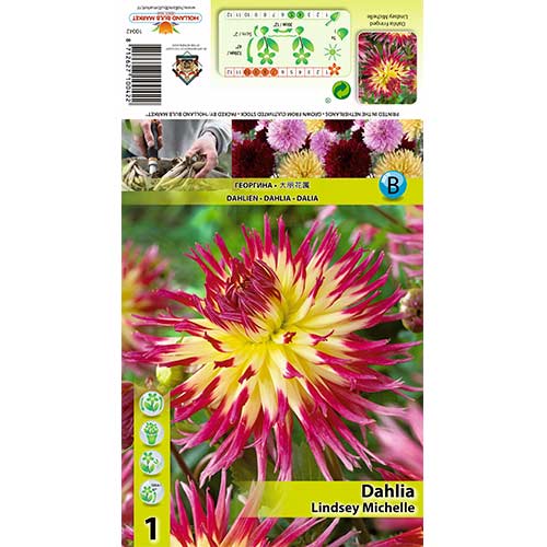 1 cib, Dahlia (Jiřina) Lindsay Michelle - : Monžstvo balíkov: 1 cib