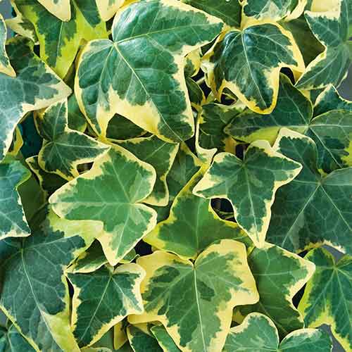 1 saz, Břečťan Golden Mathilda - : Monžstvo balíkov: 1 saz